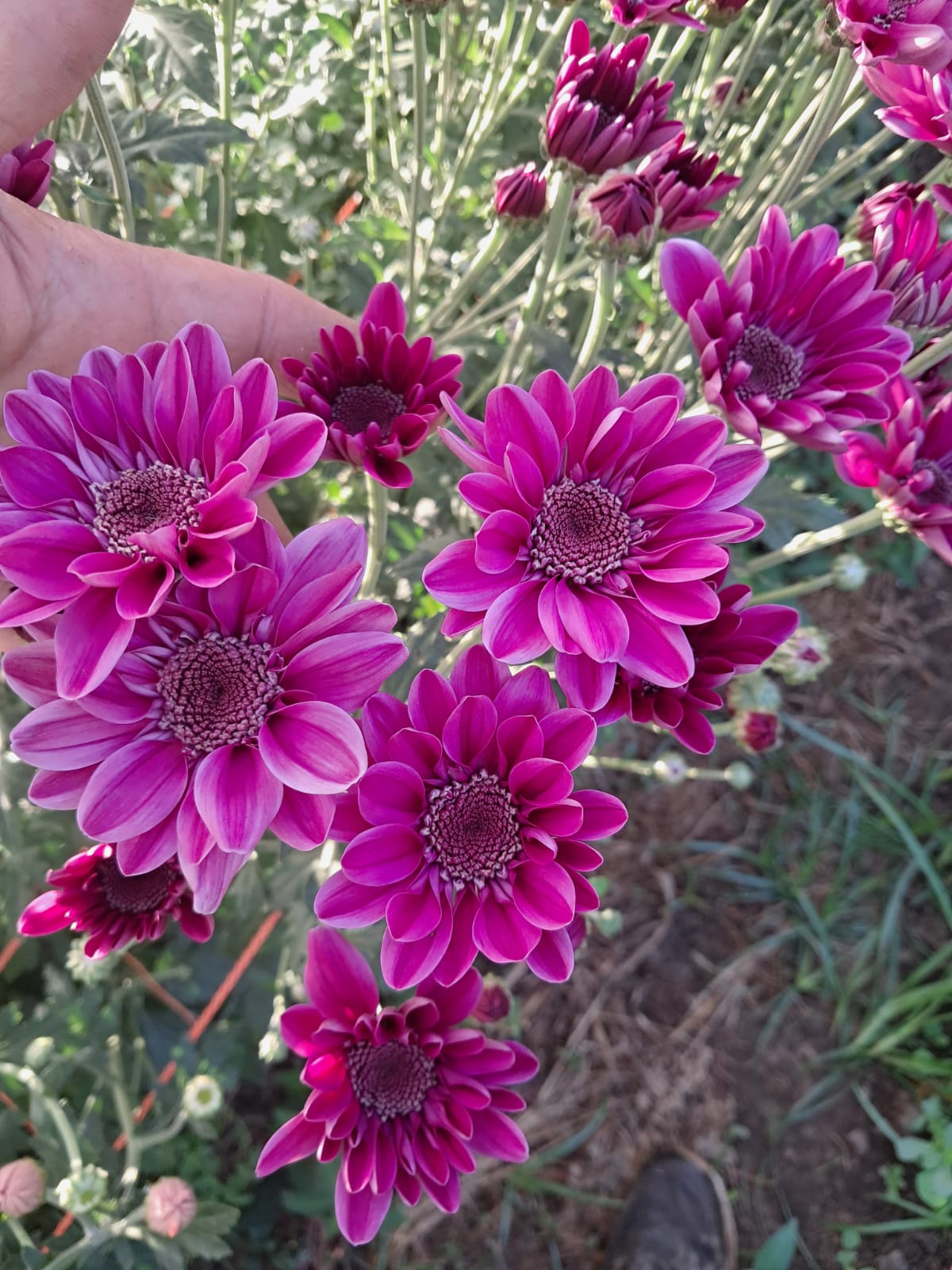 Flor en producción 4